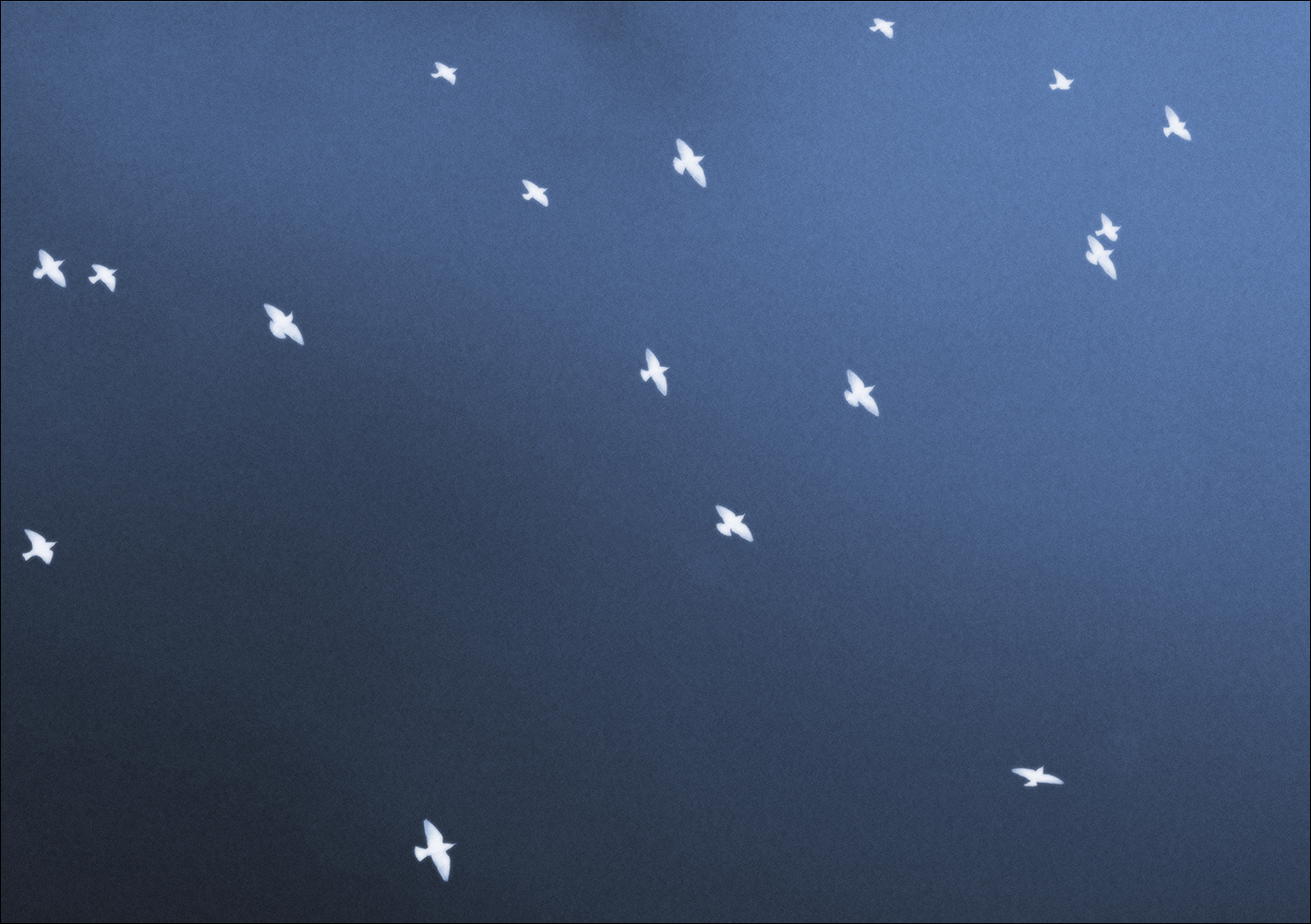 photographie d'oiseaux sur fond bleu, série Aimez-vous l'orage