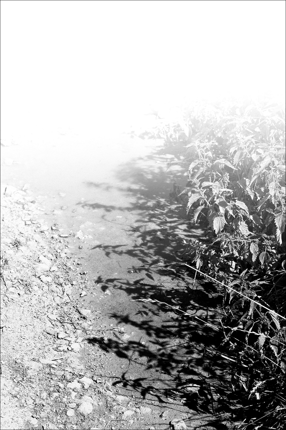 photographie des plantes en noir et blanc