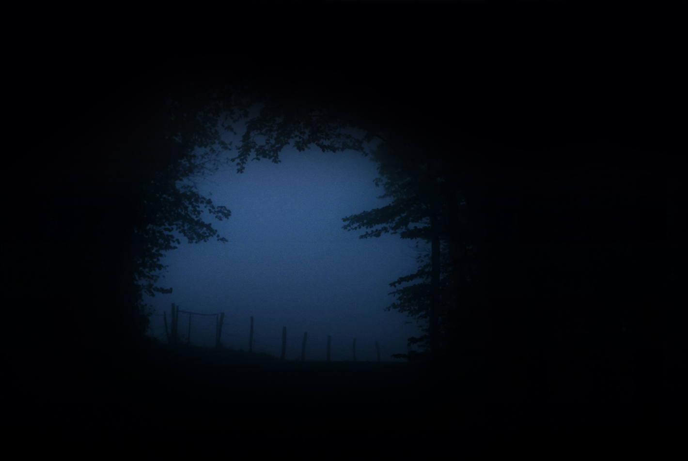 photographie du brouillard à travers des arbres