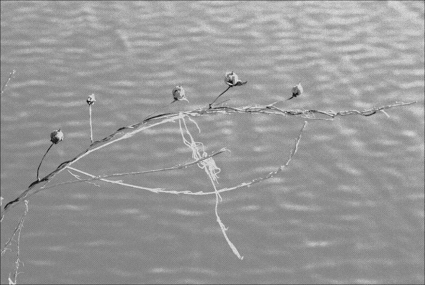 photographie d'une branche avec des bourgeons au dessus d'eau